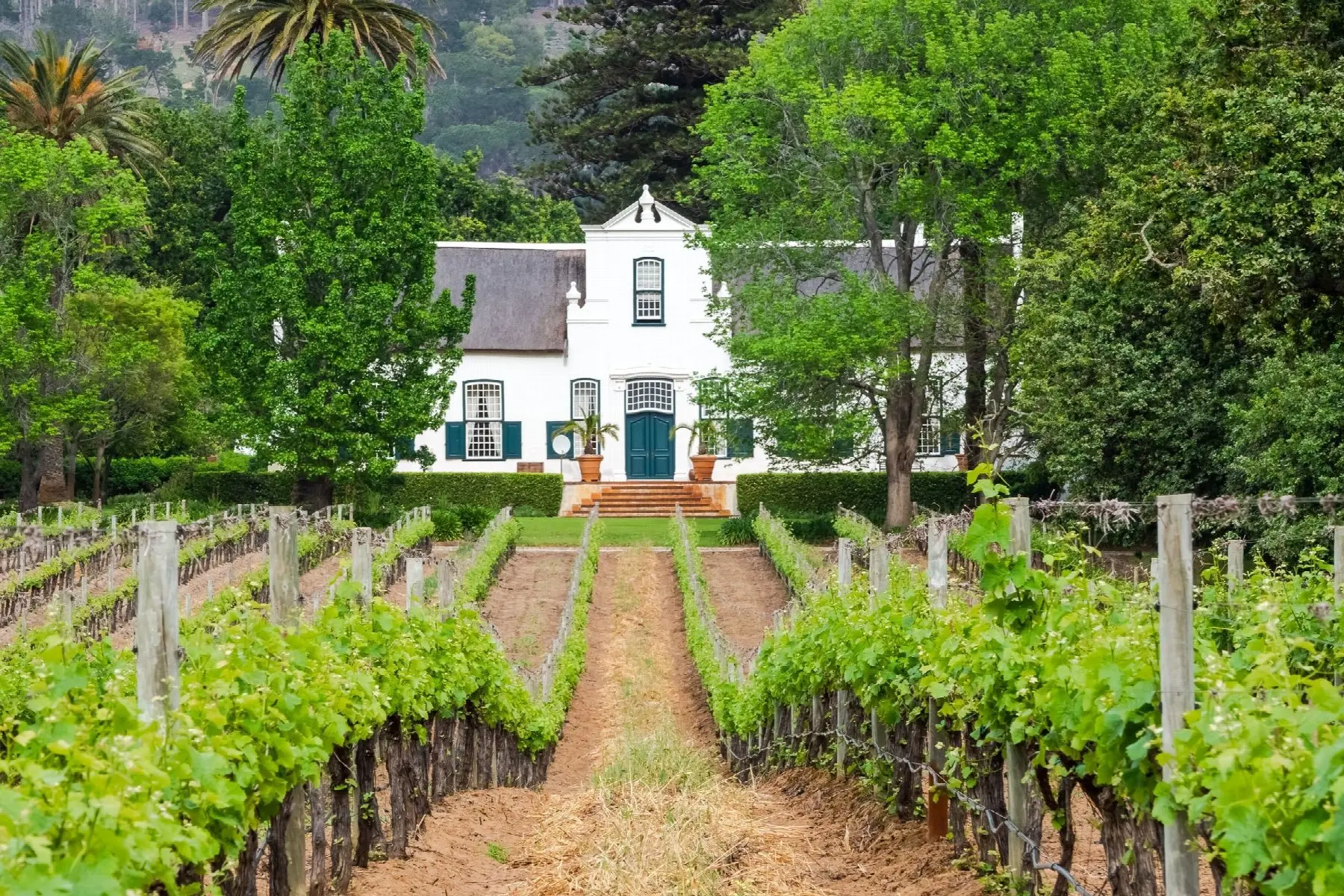 A white Cape Dutch homestead with a gabled front, behind rows of vines